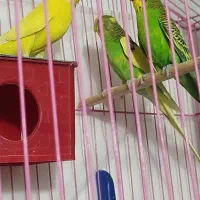 مرغ عشق نرو ماده