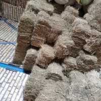 علف زعفران