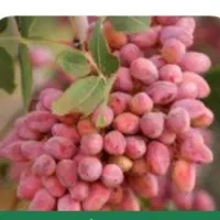 برداشت ۵۰ کیلو پسته خشک از هر درخت