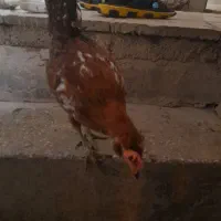 خروس نیمچه گلین لری