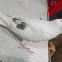 عروس هلندی البینو تک خال