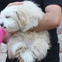 سگ شیتزو|سگ|تربت جام, میرقوام الدین|دیوار