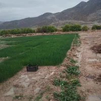 ف وش تیم پیاز محلی|حراج|دهدشت, |دیوار