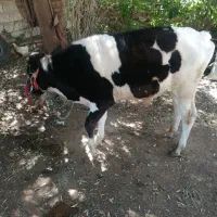 فروش گوساله