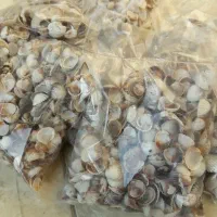 گوش ماهی(صدف دریایی)|پرنده|سنگر, |دیوار