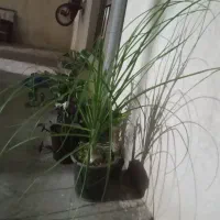 گل زیبا وجذاب|گل و گیاه طبیعی|اسلامآباد غرب, |دیوار