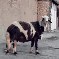 میش قوچ پلنگی|حیوانات مزرعه|بروجرد, |دیوار