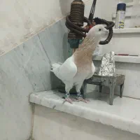 کفتر زرد سوری