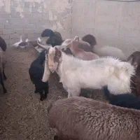 بز نر وماده آبستن|حیوانات مزرعه|شهریار, دهشاد بالا|دیوار