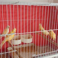 قناری نر ۶ماهه