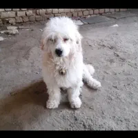 سگ گمشده پاپی