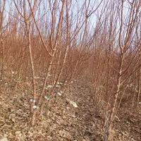 نهالستان تعاونی وخدمات باغی ودرخت کاری