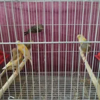قناری|پرنده|سبزوار, طبرسی (جعفرآباد)|دیوار