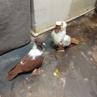 کبوتر ککیلی