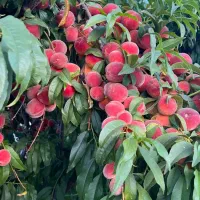 انواع نهال های پیوندی، بذری، پایه خارجی|خدمات باغبانی و درختکاری|سنندج, |دیوار