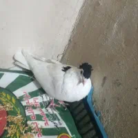 کفتر