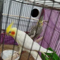 طوطی عروس|پرنده|نظرآباد, حسین‌آباد|دیوار