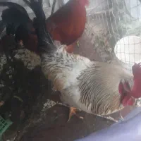 دو عدد خروس