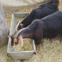 فروش دو عدد حیوان مزرعه