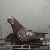 گرفتنی|حیوانات|آبادان, |دیوار