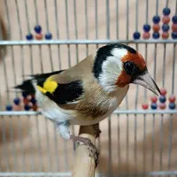 سهره وحش ورام عطیقه|پرنده|شیراز, تندگویان|دیوار