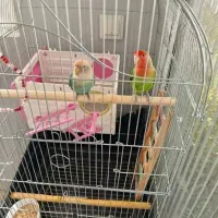 طوطی برزیلی مولد|پرنده|رودهن, |دیوار