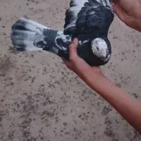 کبوتر  سار