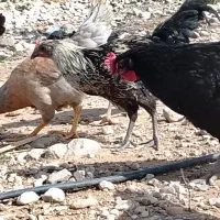 جوجه مرغ محلی|حیوانات مزرعه|داراب, |دیوار