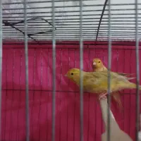 قناری جفت اوپال