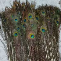 پرطاووس هندی