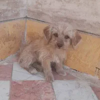 سگ پا کوتاه