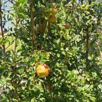 .  .کارگاهی.باغی.سکونت فرصتی عالی داخل شهر|فروش زمین و ملک کلنگی|اصفهان, ارداجی|دیوار