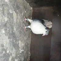 کفتر گم شده فوری