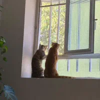 سوئیت-اجاره-ای