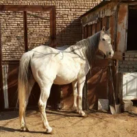 فروش مادیون|اسب و تجهیزات اسب‌سواری|ساوه, |دیوار