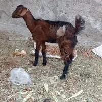 کهره ماده