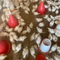 جوجه بوقلمون بیوتی۶ زرین|حیوانات مزرعه|شیراز, بازار|دیوار