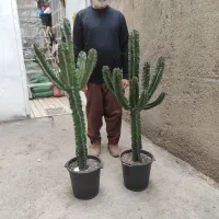 ۲۰ نوع گل اپارتمانی