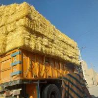 جو یونجه کلش  همدان