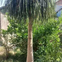 گل لیندا