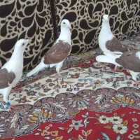 دو جفت جوجه پشتی