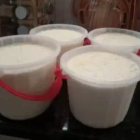 ماست گوسفندی