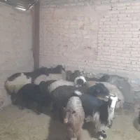 میش.بز.بره.بزغاله