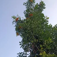 میوه نارنج آبدار|عمده‌فروشی|بندر انزلی, نوغان|دیوار