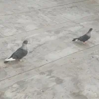 نقره ای  طوقی هفت‌رنگ سرخ فری  ساده هفت‌رنگ کاکلی