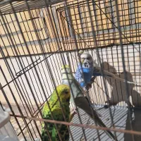 مرغ عشق انگلیسی،رینبو|پرنده|سیرجان, |دیوار