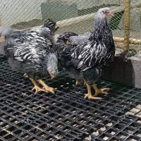 تخم و جوجه|حیوانات مزرعه|رشت, استقامت ۱|دیوار