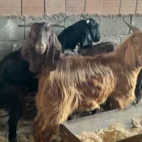 ۷راس بزغاله وشیشک نرچاق