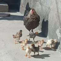 مرغ و خروس