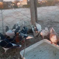 کبوتر تکپر|پرنده|تاتار علیا, |دیوار